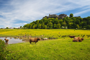 Highland cow in front of Stirling Castle
