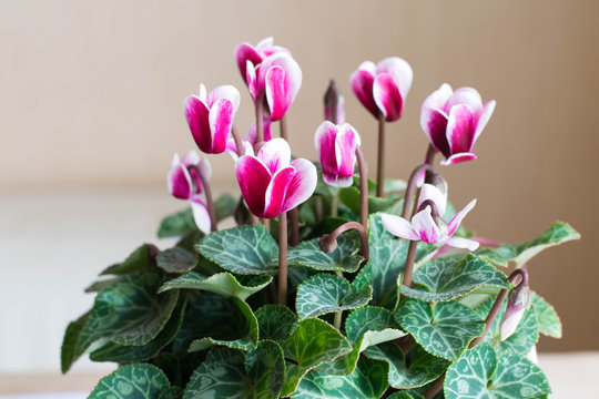 cyclamen potted flower for home
