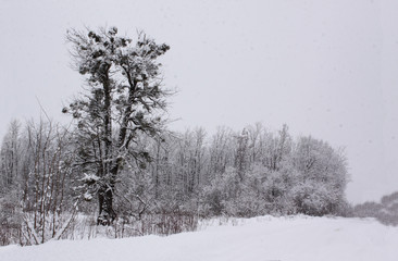 A world covered with snow