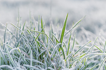 Frozen morning grass.  Close-up of grass with mornig back sunny lit.