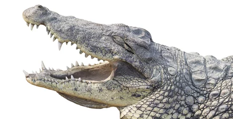 Papier Peint photo Lavable Crocodile Tête de crocodile isolée
