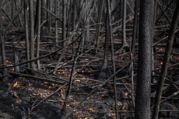 Remains of thick forest after fire