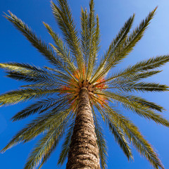 palm