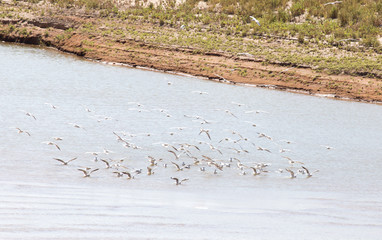 flock of gulls on the river