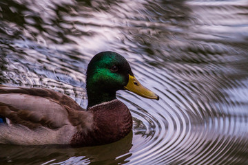 swimming duck