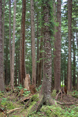 Temperate forest close-up