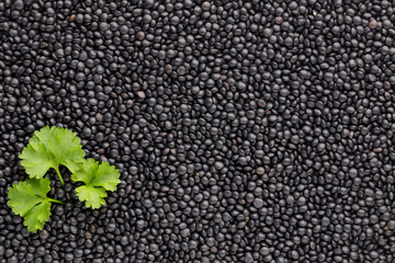 Food and cookery background of healthy dried  black lentils.