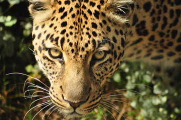 Leopard staring eyes