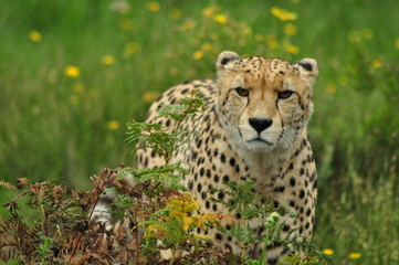 Cheetah in the long grass