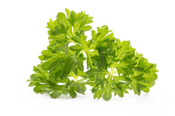 Parsley herb isolated on white background.