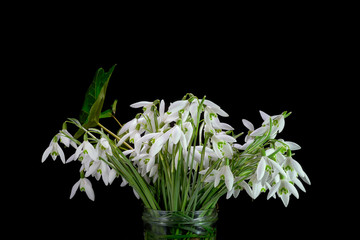 Bunch of snowdrops is a jar on black background