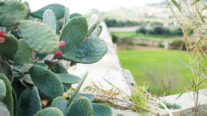 Figue de barbarie et cactus