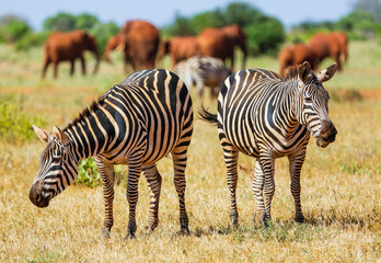 Fototapeta na wymiar Wild zebras on savanna in Tsavo West National Park, Kenya, East