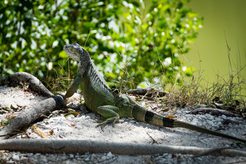 Green Lizard By the Pond