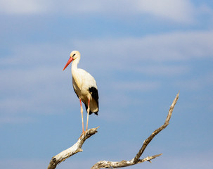 White stork (Ciconia ciconia). Tsavo East park. Kenya.
