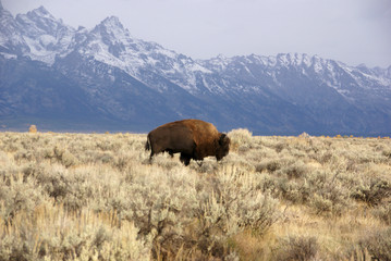 Single bull bison walking wherever he wants