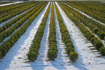 Snow covered rows in a nursery with sculpted boxwood.