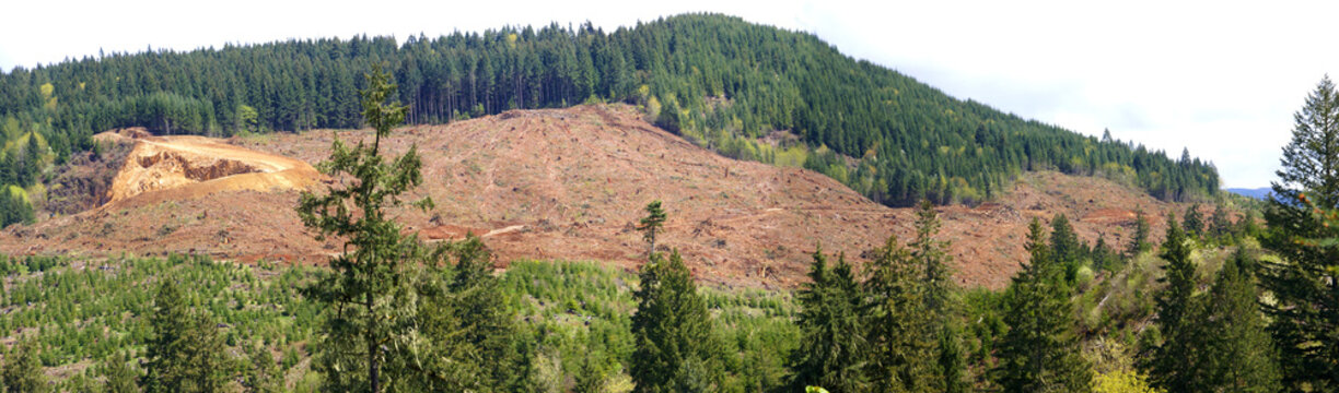 Clear Cut Logging Slope