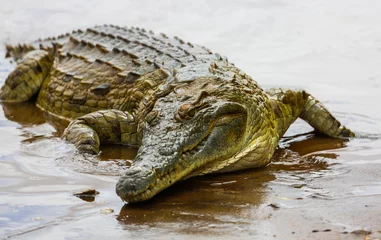 Foto op Canvas Krokodil in Tsavo East National Park. Kenia. © mariusltu