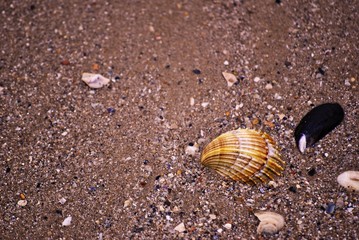  seashell on the sand © raffaellaweb