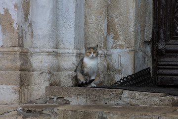 Church cat