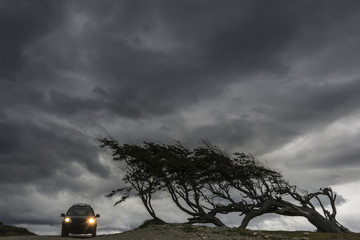 A car near deformed by wind tree. Tierra del Fuego, Patagonia, Argentina