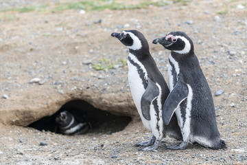 Magellanic penguins family next to their mink, Spheniscus magellanicus, Magdalena island, Magallanes y la Antartica Chilena Region, Chile