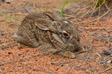 YOUNG SCRUB HARE