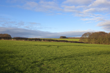 woodland copse and wheat