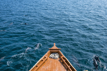 Sailing with the Dolphins - 135621720