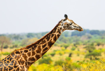 Giraffe in  East Tsavo Park in Kenya