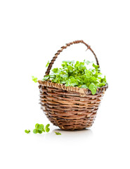 Fototapeta na wymiar Fresh cress salad in wicker small basket isolated