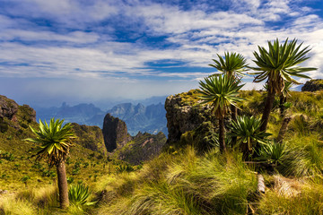 Fototapeta na wymiar Ethiopia. Simien Mountains National Park. Imet Gogo peak and Giant Lobelia in the foreground