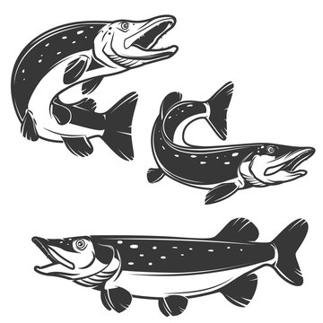 Set of pike icons isolated on white background. Design elements