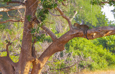 Leopard resting on a tree. Tsavo East, Kenya.