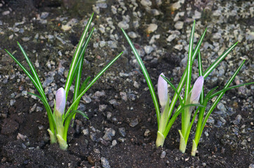Obraz premium Crocuses bloom in early spring. Selective focus. (shallow DOF)