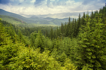 Fototapeta premium beautiful forest landscape in the Carpathian mountains