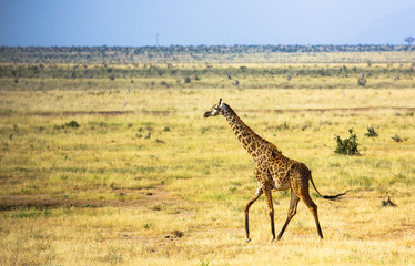 Giraffe in savannah.Tsavo East park, Kenya.