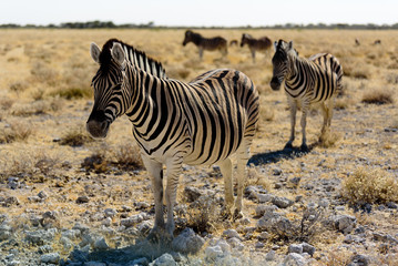 Fototapeta na wymiar Zebras in Etosha National Park, Namibia