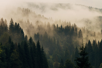 Morning fog on the mountain slopes. Carpathian Mountains. Ukraine, Europe.