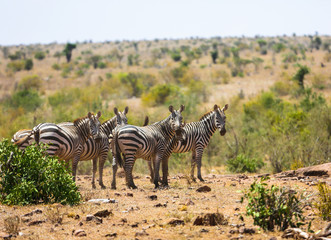 Zebras family in Tsavo East park, Kenya.
