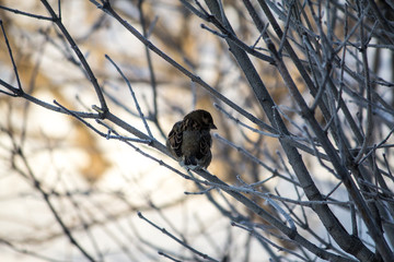 frozen sparrow on a cold winter day
