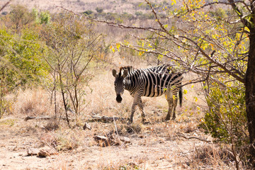 Zebra from South Africa, Pilanesberg National Park