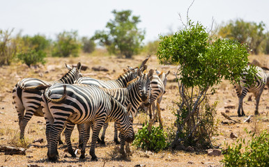 Fototapeta na wymiar Zebras family in Tsavo East park, Kenya.