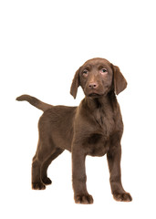 Pretty brown labrador retriever puppy facing the camera standing on an isolated on a white background