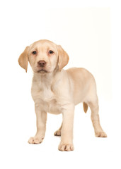 Pretty blond labrador retriever puppy facing the camera standing on an isolated on a white background