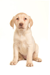 Pretty brown labrador retriever puppy seen from the front facing the camera sitting isolated on a white background
