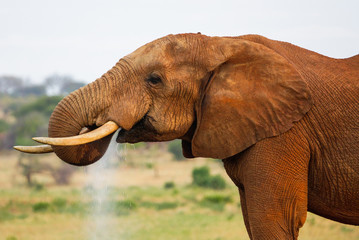 Fototapeta na wymiar Red Elefant in Tsavo East National Park. Kenya.