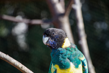 Perroquet © Jerome
