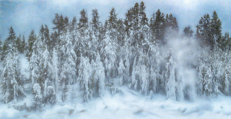 Yellowstone Winter scene